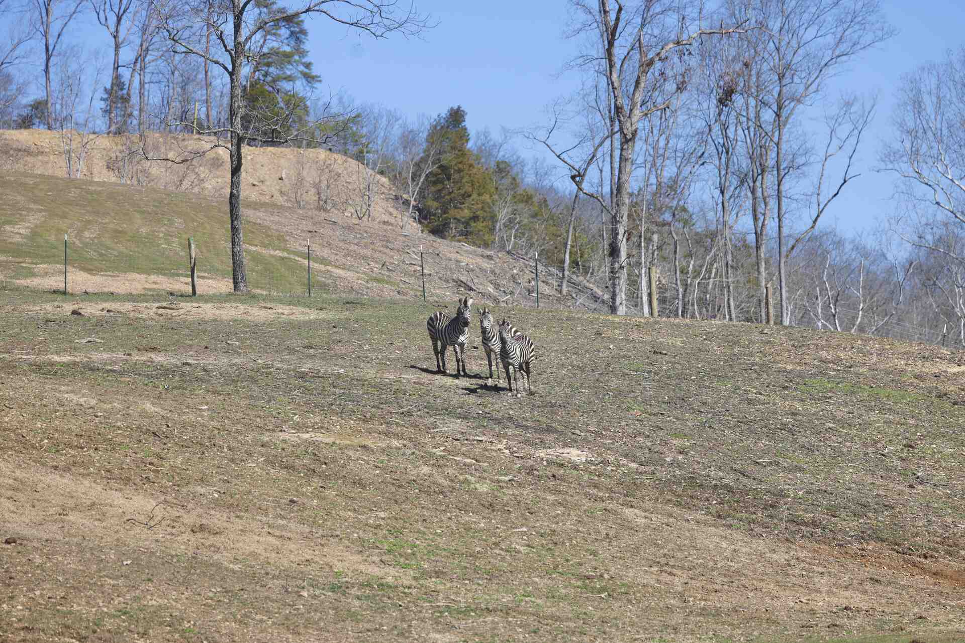 Summer at Bison Ridge