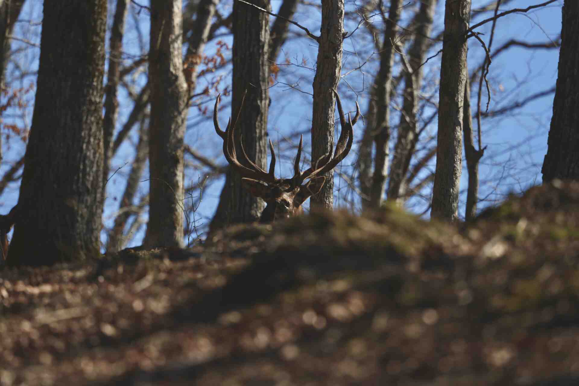 Buck silhouetted against the ridge at Bison Ridge