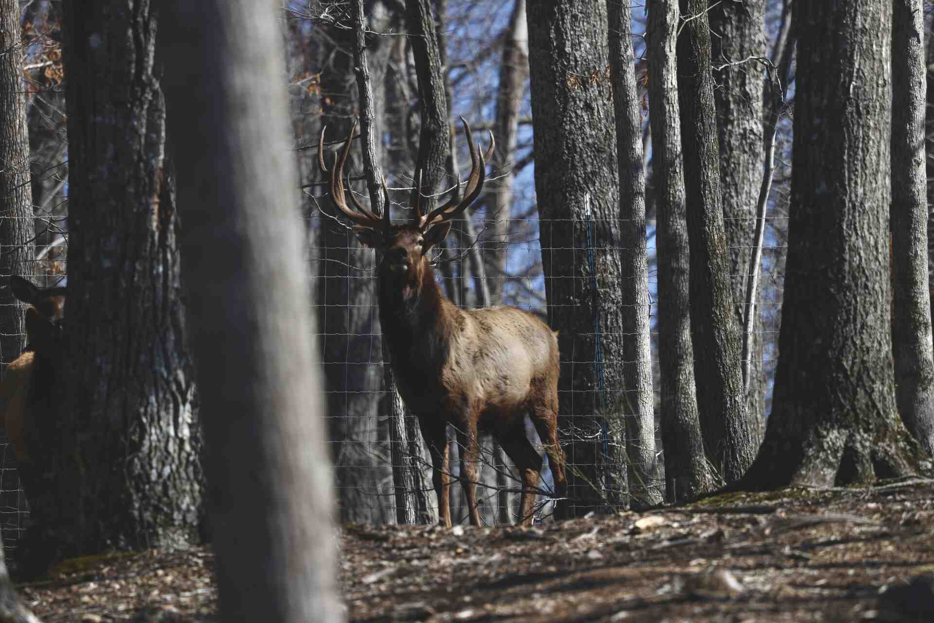 Bison Ridge on Instagram