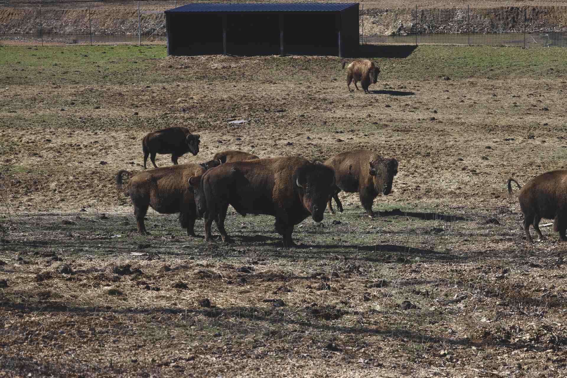 Bison herd in enclosure