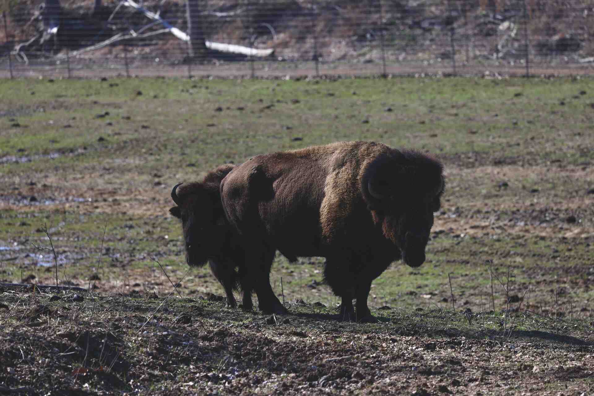 Bison Ridge on Instagram