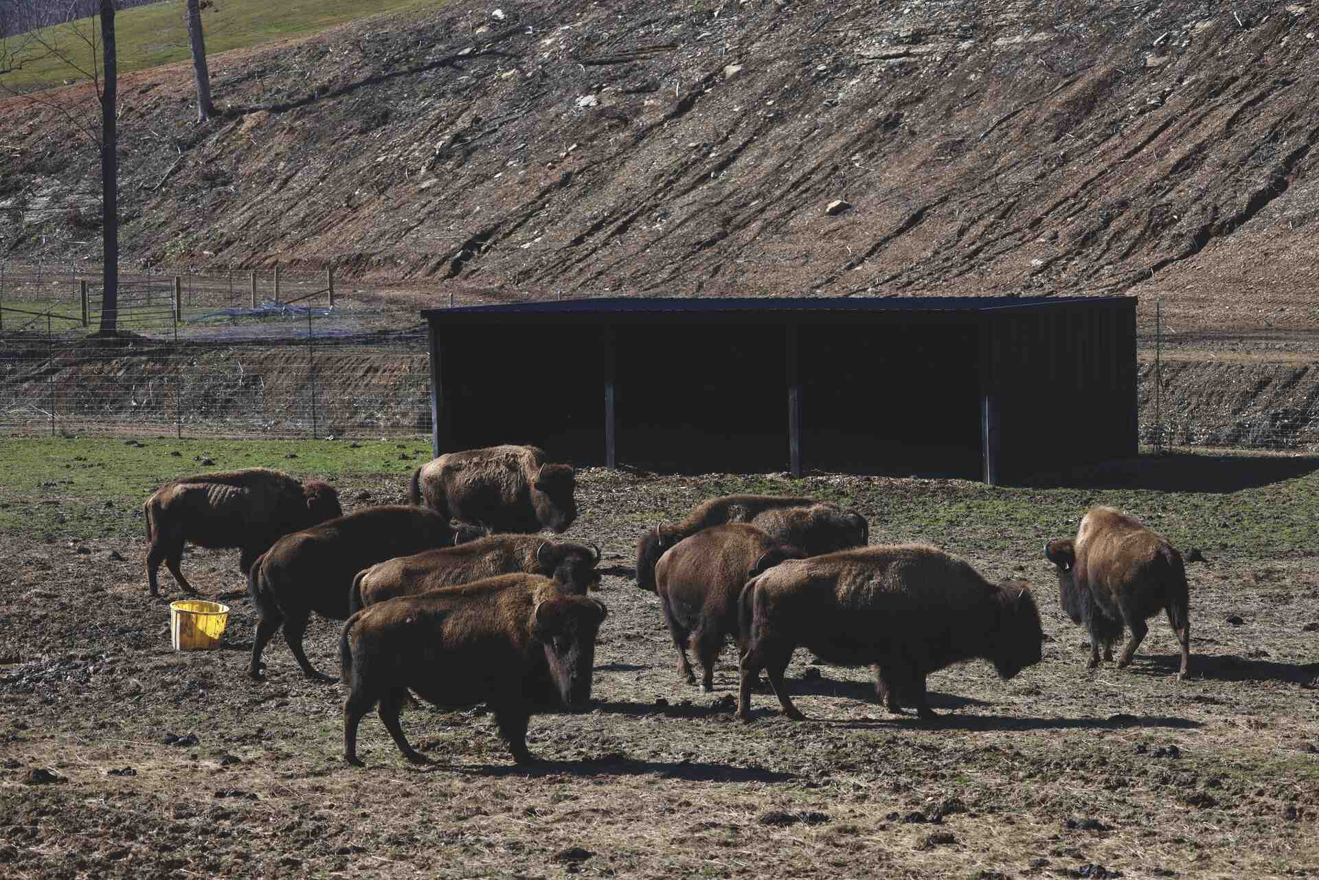 Bison herd near shelter