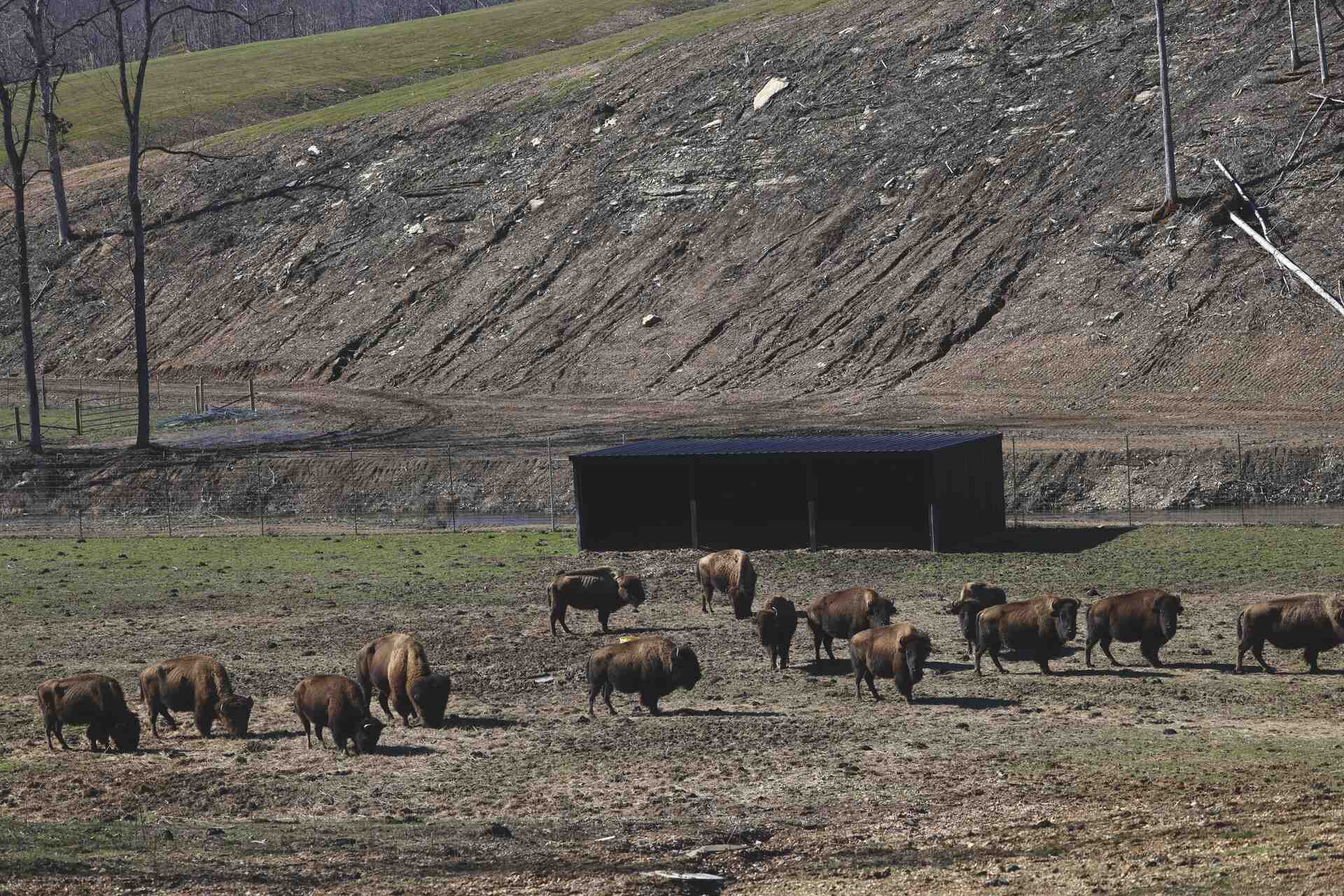 Bison scattered with shelter